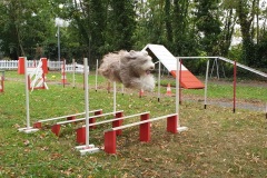 cours-agility