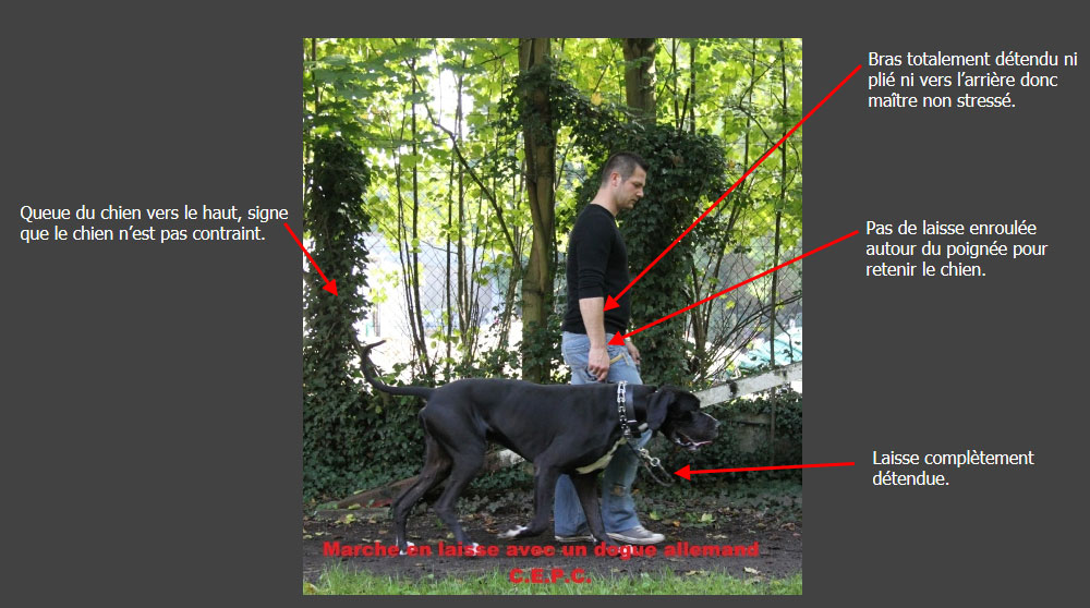 Une bonne marche en laisse avec son chien vu par notre centre.